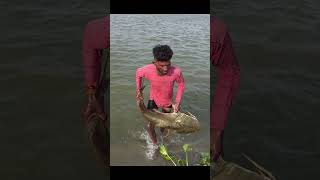 गुच्छ मछली का शिकार #viral #fish #video #fishandfishing7 #river #machli