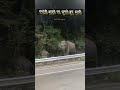 Elephants roaming on national highway