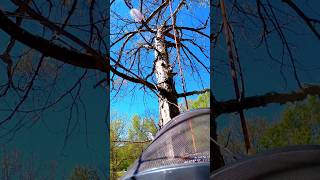 UNNECESSARY Risk ELIMINATED! #TreeClimbing #Chainsaws #OutdoorActivities #Shorts