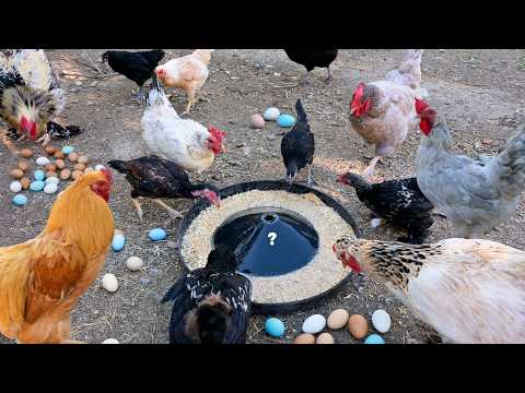 A Day in the Life of an Organic Poultry Farmer - Collecting Hidden Chicken Eggs -Free Range Chickens