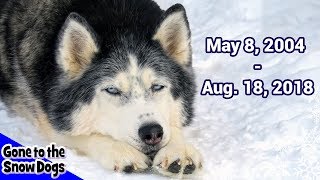 Run Free Oakley the Husky RIP We Will Miss You
