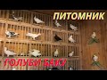 Бакинские, Иранские голуби Дадашева Назима в Баку!