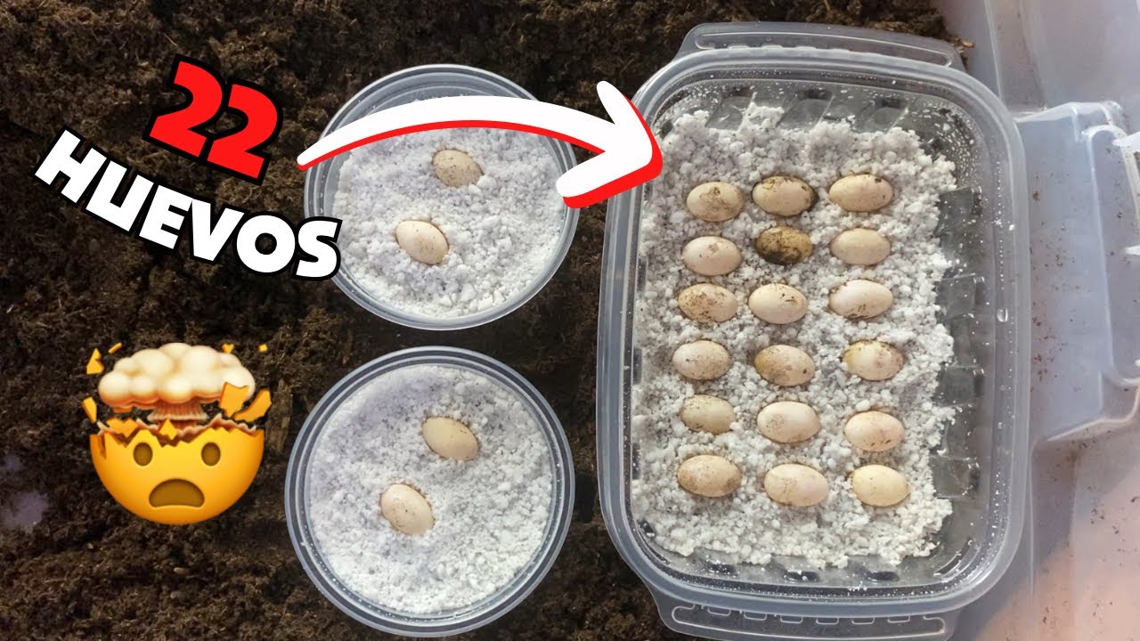 No puedo creerlo 🤯 La puesta más GRANDE que he tenido ‼️ incubando HUEVOS de Dragón Barbudo 🐉🔥