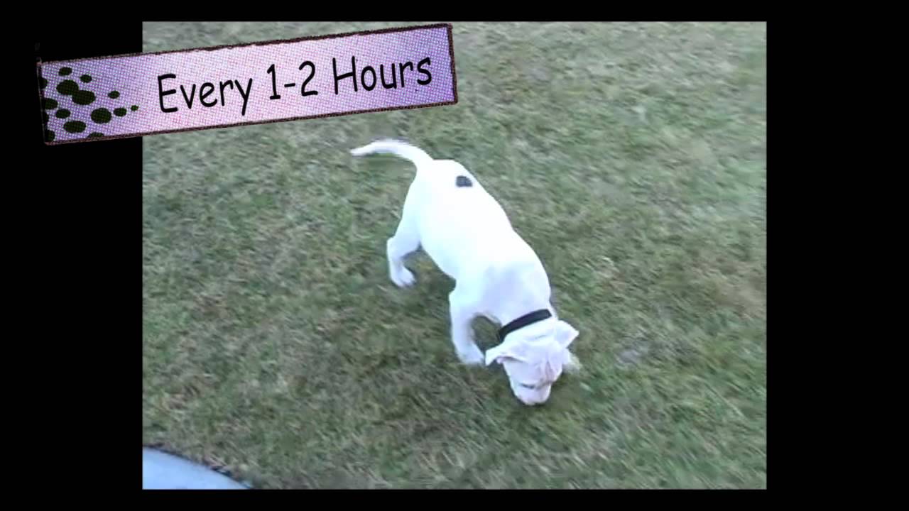 dog training housebreaking in 3 simple steps