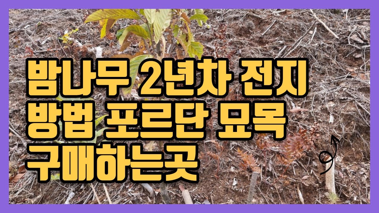 밤나무2년차 전지방법 포르단밤나무묘목 구매하는곳 부여 - Youtube