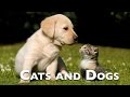 The best vine compilation cats and dogs 2016