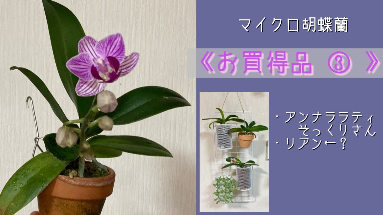 2023年2月19日 マイクロ胡蝶蘭《お買得品》③リアンの花←咲いたけど