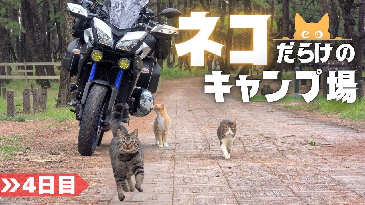 【九州キャンプ旅④】まるで楽園！猫ちゃんだらけのキャンプ場から絶景の指宿へ