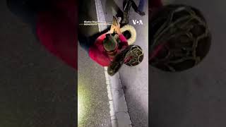 19-Foot Burmese Python Caught in Florida #shorts | VOA News