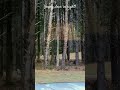 #animals #deer #doberman #trend #atv #nc #trending #trendingshorts # #tending #viral #video