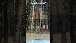 #animals #deer #doberman #trend #atv #nc #trending #trendingshorts # #tending #viral #video