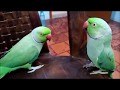Best Talking parrots