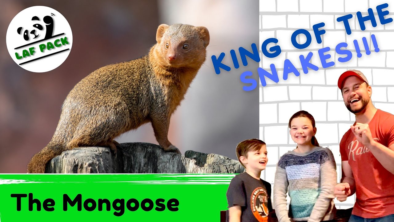 EPIC Facts About The Mongoose | Mongoose VS Snake? | Laf Pack