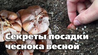 Как Получить Рекордный Урожай Чеснока  Полный Гайд По Посадке Весной