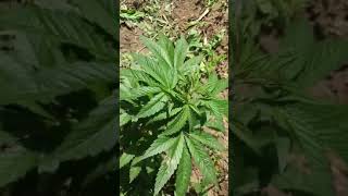 Gerriha grow big UK