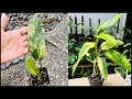 Full guide how to root and propagate a philodendron easy p domesticum variegated