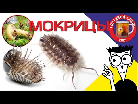 Видео: Кормовая культура. Мокрицы Доступно и легко!