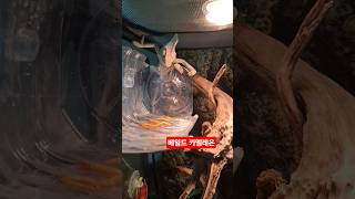밀웜 먹는 베일드 카멜레온