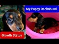Dachshund Growth Stage 30 Days To 4 Months |  My Dachshund Puppy | Growth Status | My Dog Jessy