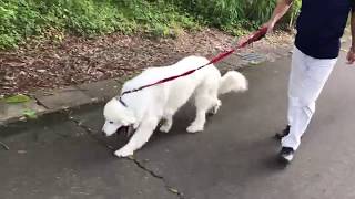 ルンルン縄張りの異変に気付く greatpyrenees グレートピレニーズ
