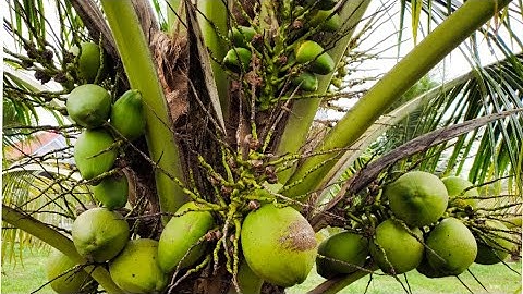 Dừa xiêm lùn bao nhiêu năm có trái năm 2024