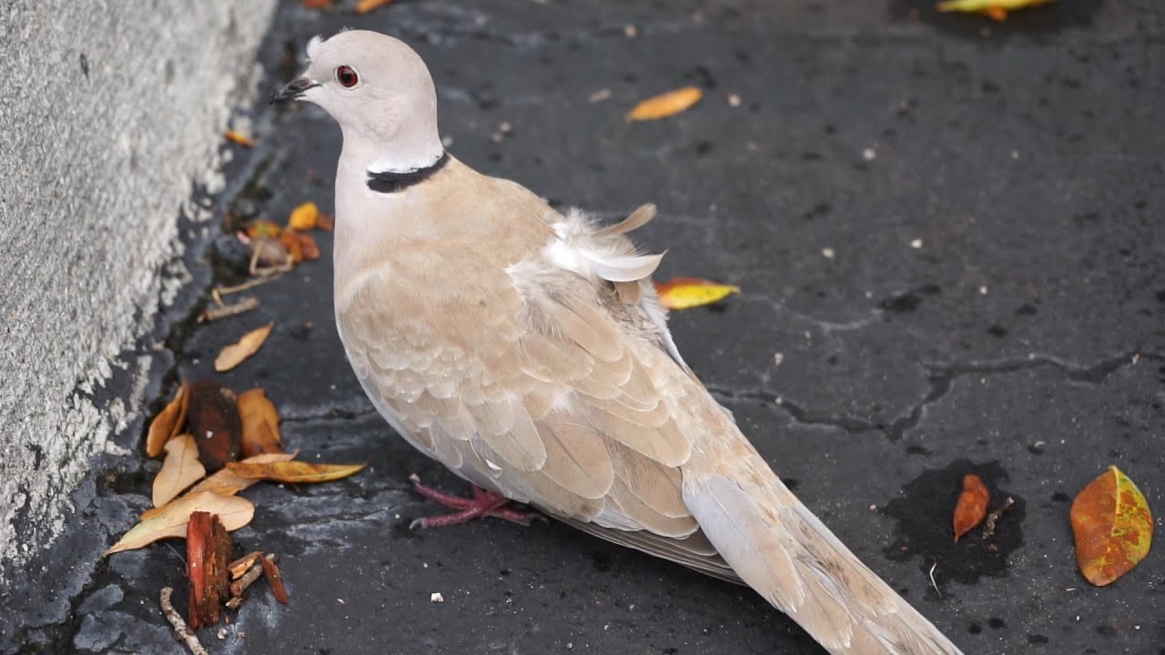 Bird out. Wounded Bird. Bird PICTUREWHAT to do if you find and injured orphaned Bird.