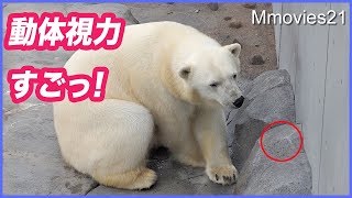 ホッキョクグマ リラのタテガミと見事な一撃　デナリの遊び Polar Bears life