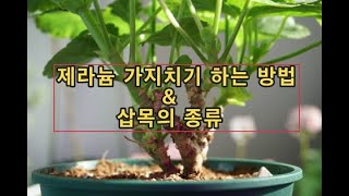 제라늄 가지치기 하는 방법과 삽목의 종류(지피, 수태, 질석, 무비상토) - Youtube