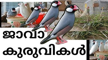 Nesting Material for Java Sparrows