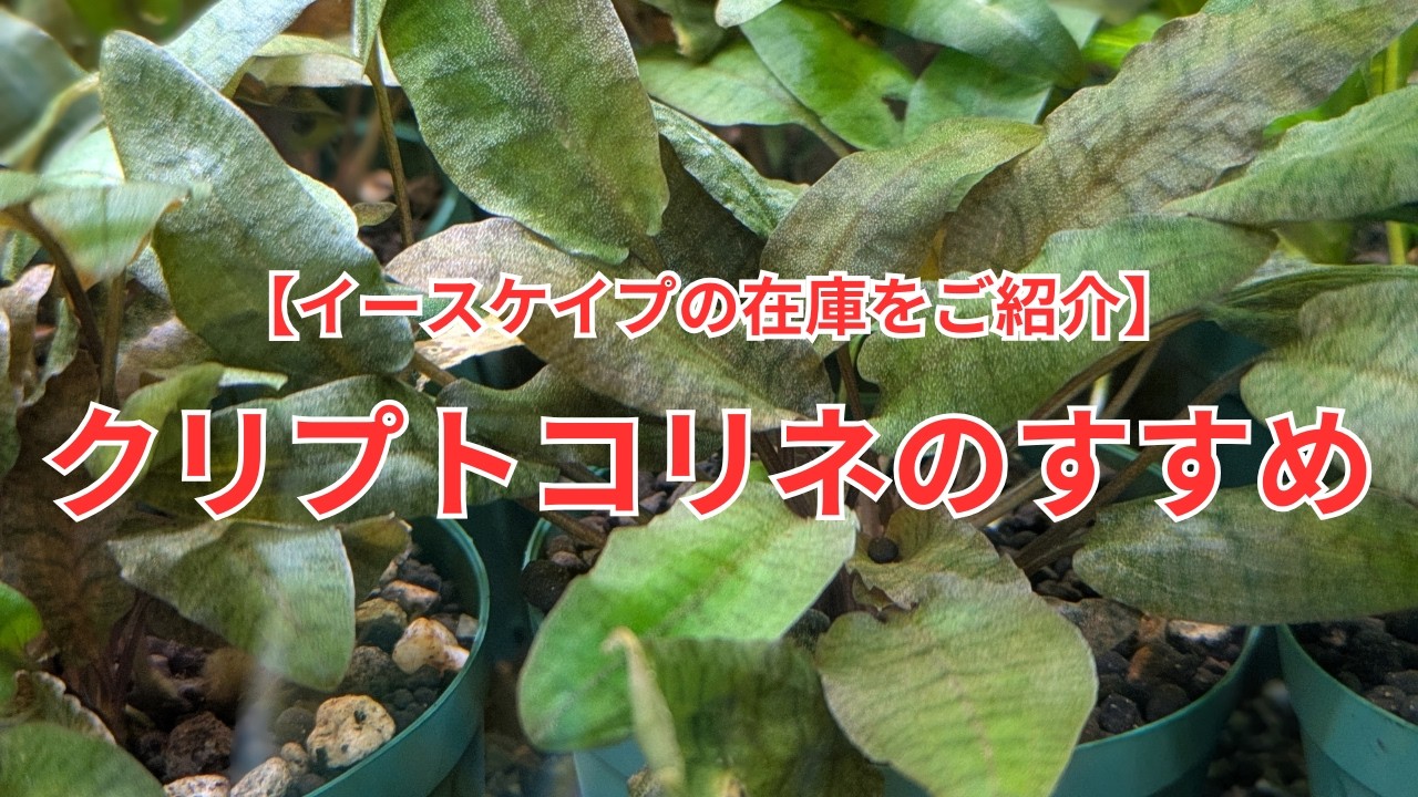 Introducing Escape's Inventory] Recommended Cryptocoryne - YouTube