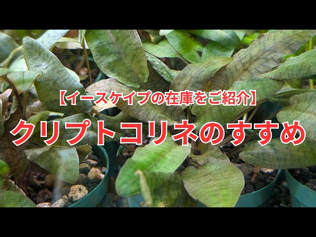 Introducing Escape's Inventory] Recommended Cryptocoryne - YouTube