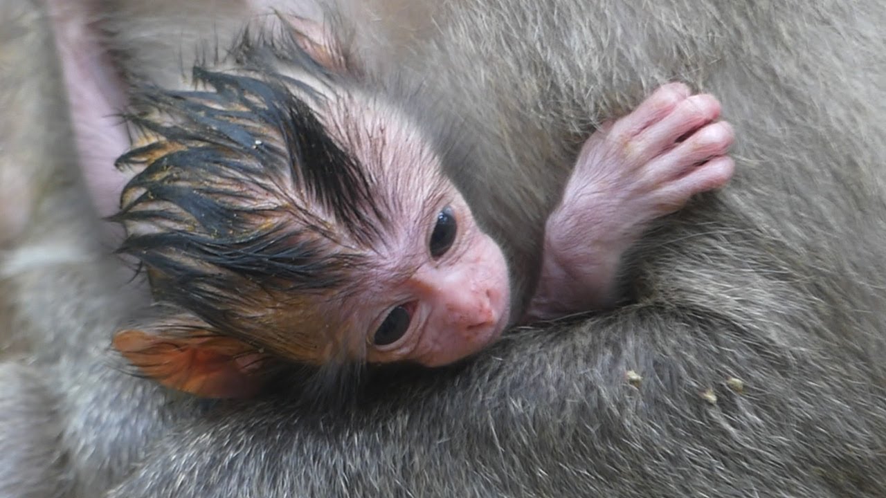 Poor newborn baby monkey very sad cus hungry milks much, mom no milks ...