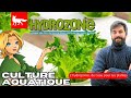 Lhydroponie cultiver toute lanne   hydrozonefrance   saison 3 potager hydroponie hydro