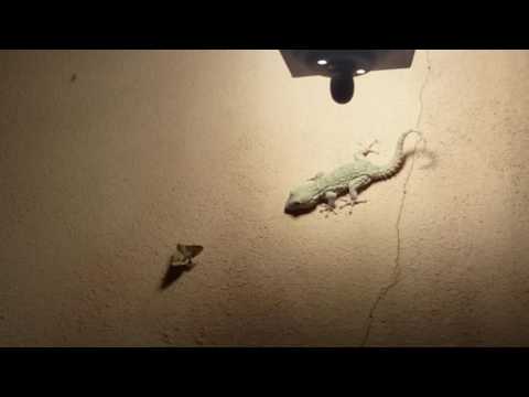 Video: I gechi domestici mediterranei sono velenosi?