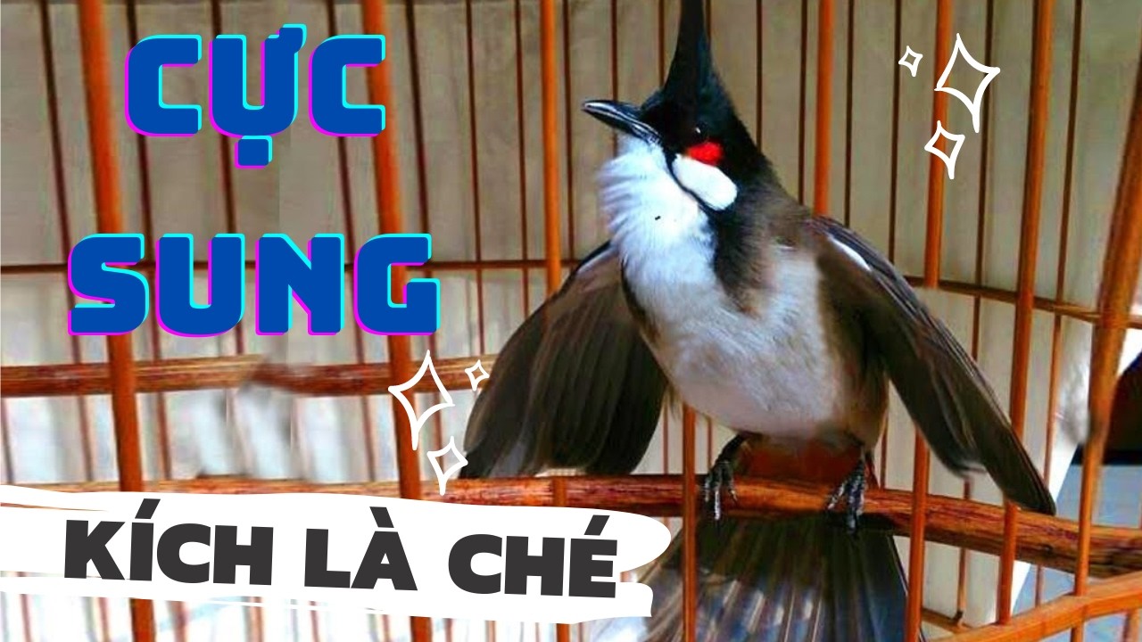 Luyện chào mào hót căng lửa, QUÁ HAY - CHÉ KÍCH BỔI CĂNG ĐÉT, Cách luyện chào mào hót sáng, chao mao