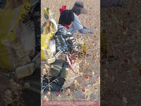 Hand-Harvesting Safflower : Nature's Treasure