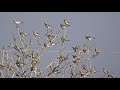 Fieldfares & Redwings - Dunfermline - Fife - 30/10/2020