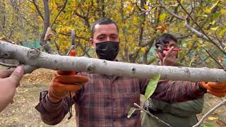 Famous Pruning Masterclasses - Chapter 16: Pruning Concepts in Traditional Profile