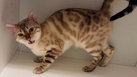 Watch the video about CUTE kitty moment and meowing compilation!