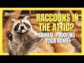 Raccoons in the Attic? Tips for Animal-Proofing Your Home