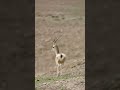 怎么区分藏原羚和藏羚羊 原来是看小心心 Animal 跟着图尔去旅行 怎么区分藏原羚和藏羚羊 原来是看小心心 Animal 跟着图尔去旅行