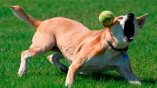 Dog Fails - Dog Fails Compilation 2025