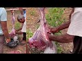 Bakra cutting  right way to skin out