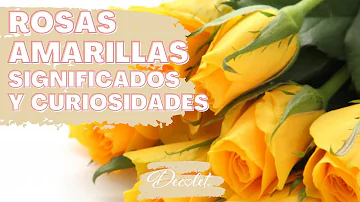 ¿Qué significa 3 rosas amarillas?