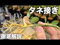 接木が難しい樹種は「タネ接ぎ」をやると成功します