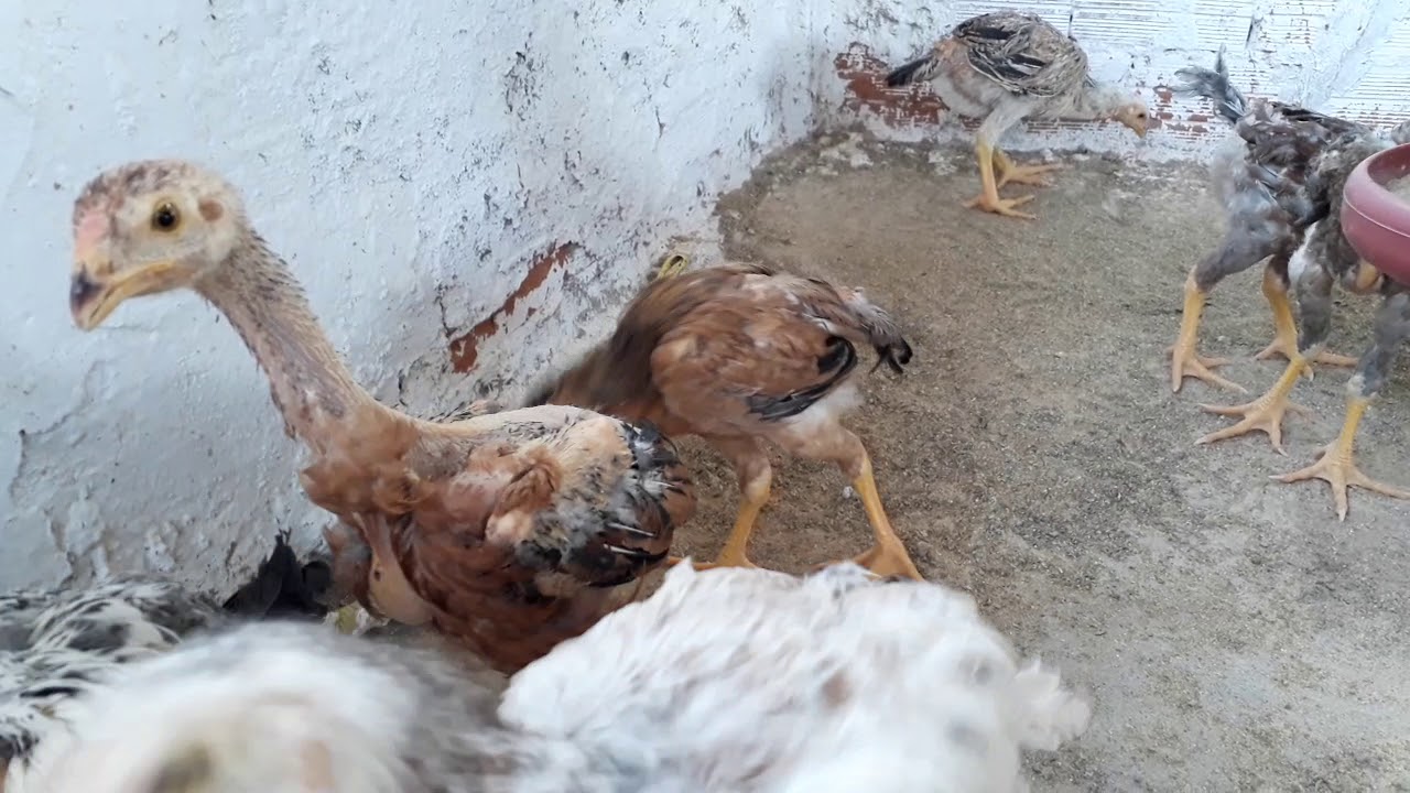 Mostrando Um Pouco Dos Meus Índios Gigantes | Criatório Moreira アヴェスター