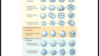 Lecture 4 Invertebrate Cleavage Lecture 4 Vertebrate Cleavage