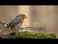 سورة النبأ كاملة القارئ محمد دهشان سورة النبأ كاملة القارئ محمد دهشان