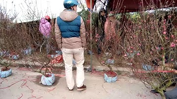 1 vòng chợ hoa - Tết Thái Bình 2017