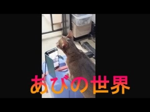 ネコ動画あび＃1268 あびの毎日 アビシニアン あび - YouTube